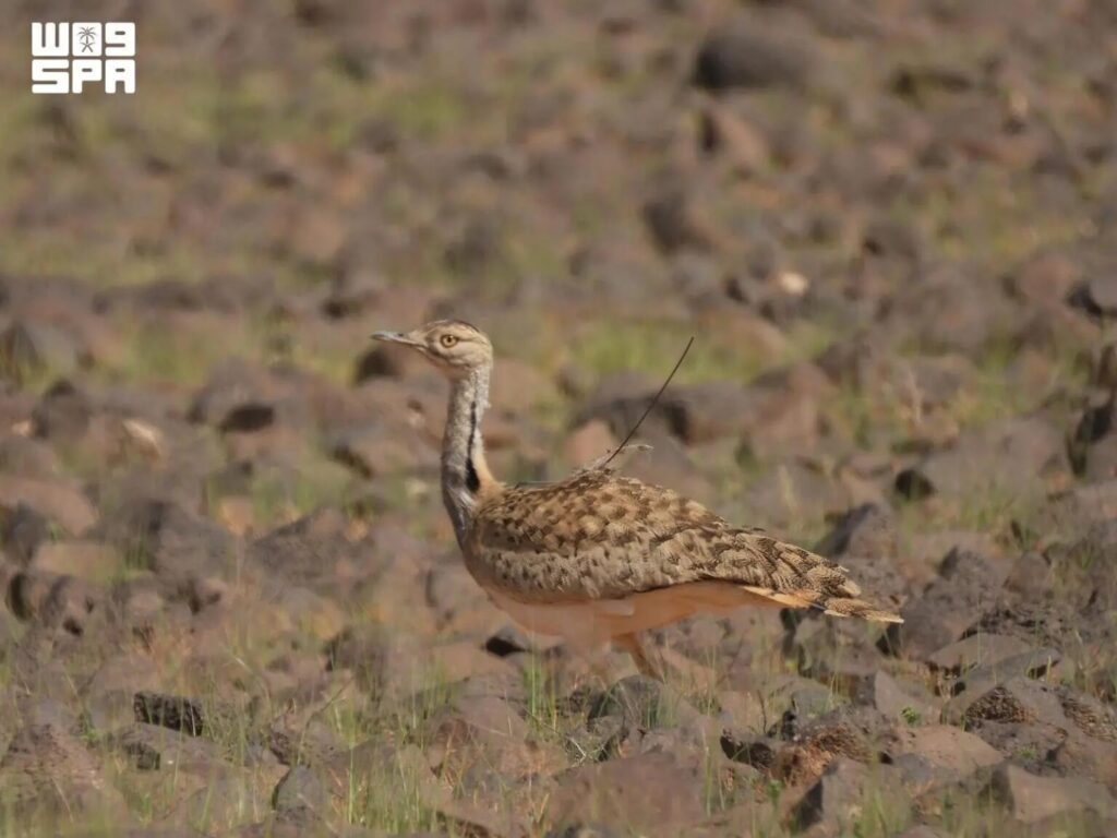 King Salman Reserve: Ideal Haven for Hundreds of Migratory Bird Species